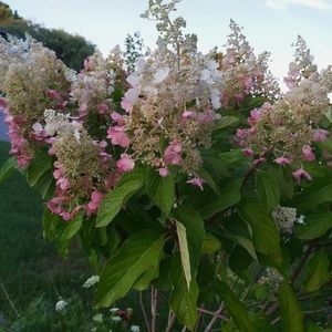 Meet your Posher, Farida